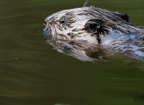 Beaver swimming