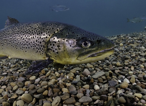 brown trout swimming