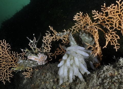 pink sea fan and squid eggs