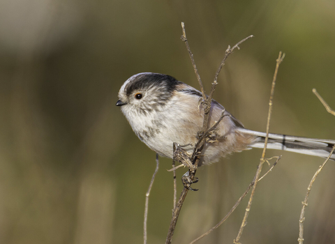Long tailed tit