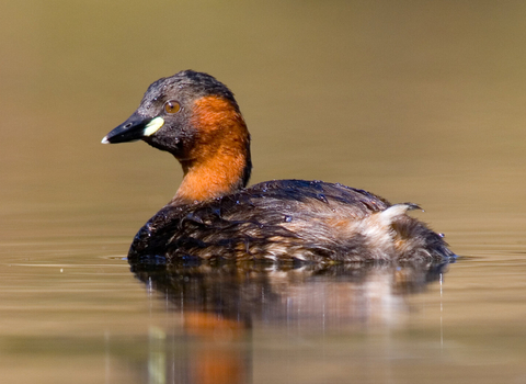 Little grebe