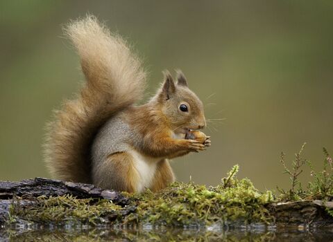 red squirrel