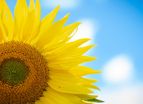 sunflower close up