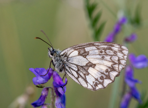 Marbled white butterfly