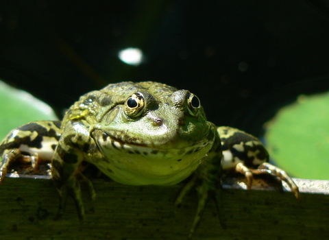 MARSH FROG