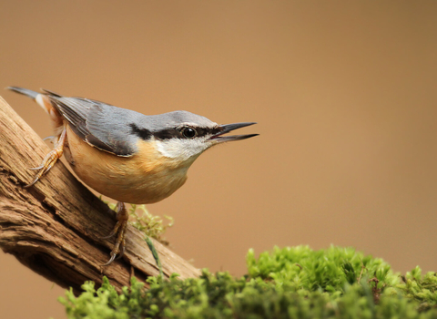 Nuthatch