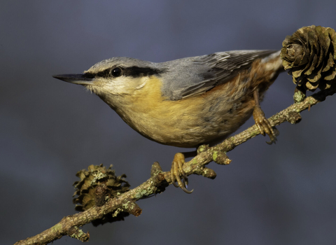 Nuthatch