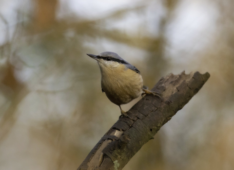 Nuthatch