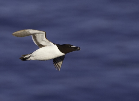 Razorbill in flight