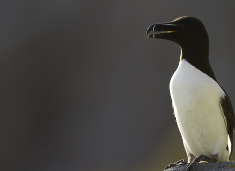 Razorbill (Alca torda) backlit against sunset