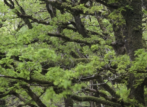 Sessile Oak