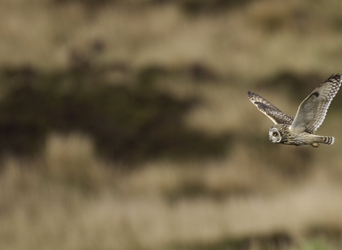 Short-eared owl (Asio flammeus) flying over moorland
