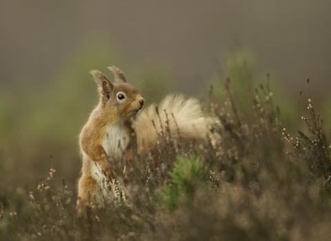 Red squirrel 