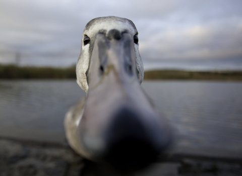 Mute swan