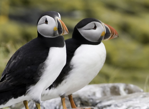 Puffins