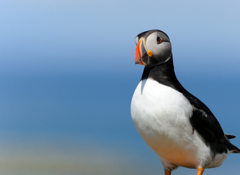 Puffin