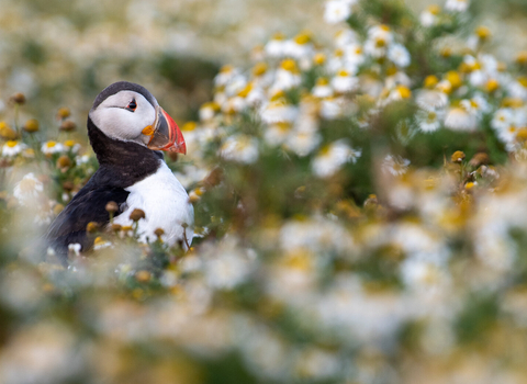 Puffin