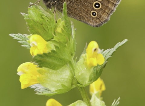 Ringlet Butterfly on Yellow Rattle