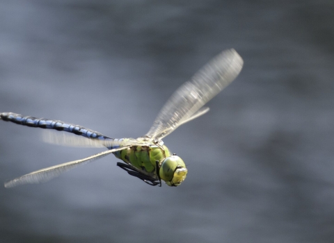 Emperor Dragonfly