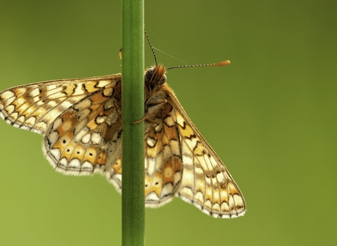 Marsh Frit Butterfly