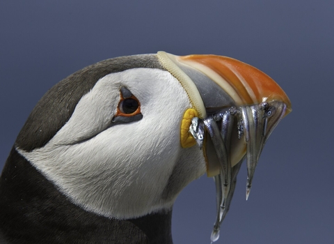 Puffin with beak full of sandeels