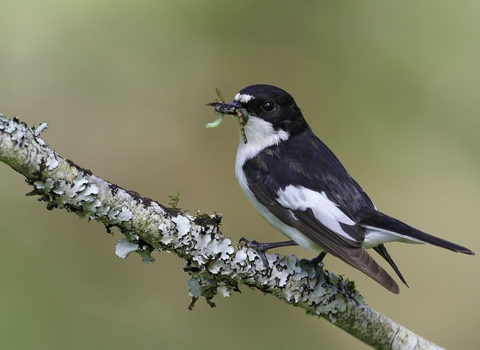 Pied Flycatcher with insect prey on lichen covered branch.