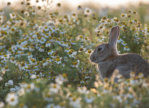 Rabbit sitting amongst flowers 