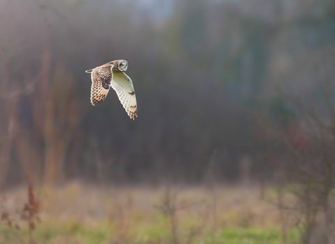 owl in flight