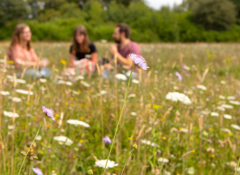 Wildflower meadow