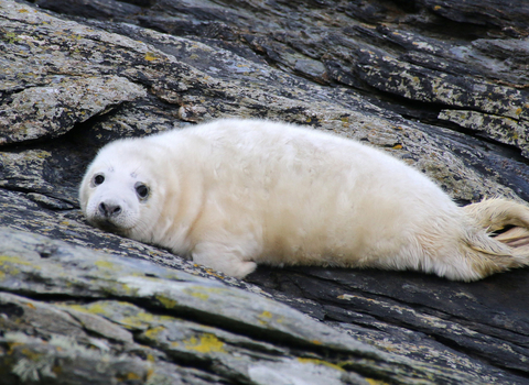 Grey seal pup