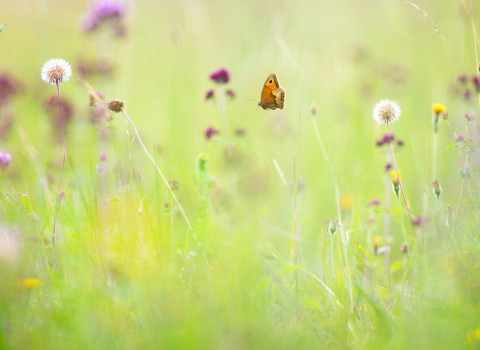 Wildflower meadow