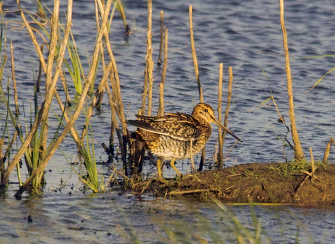 Snipe on water