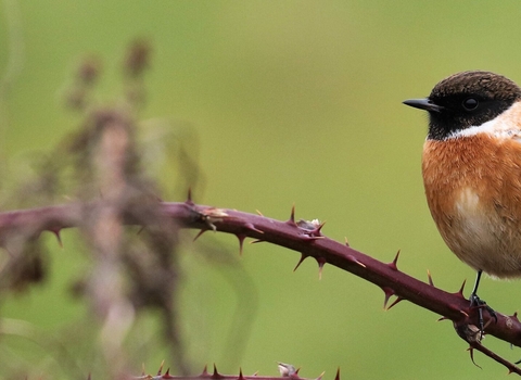 Stonechat