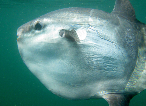 Sunfish