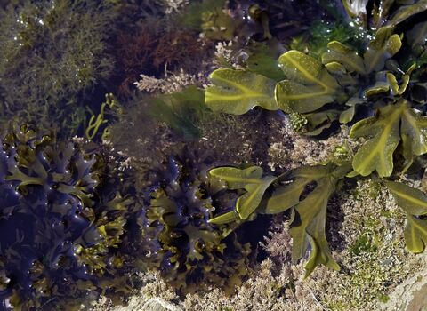 Diverse range of marine algal species in a rockpool