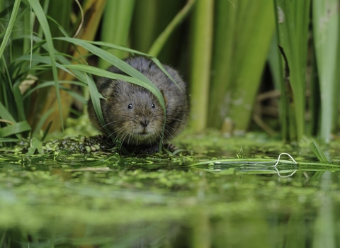 Water Vole feeding by river bank