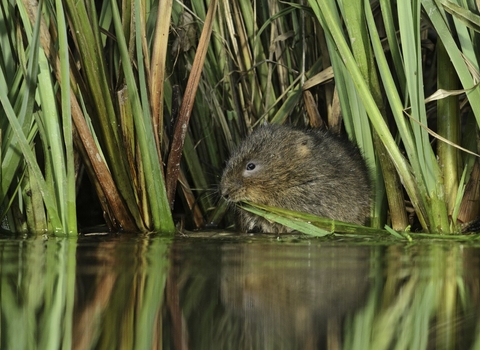 Water vole