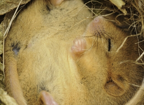 Hazel dormouse