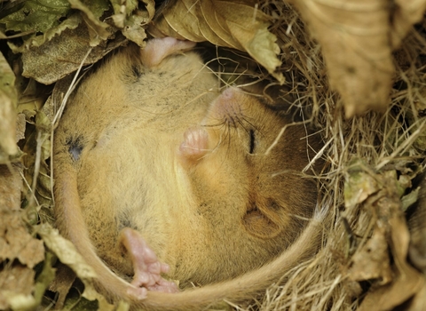 Hazel dormouse