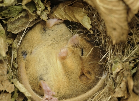 Dormouse sleeping