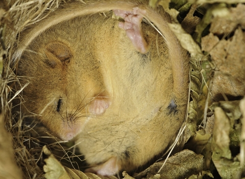 Sleeping dormouse