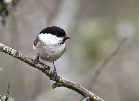 Willow tit on a tree branch