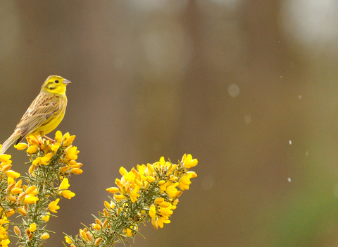 Yellowhammer on gorse