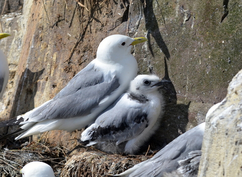 Kittiwakes