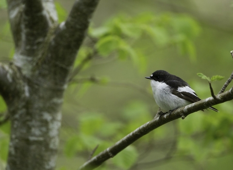 Pied Flycatcher