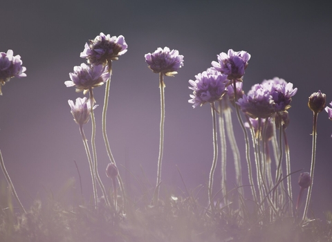 Sea thrift