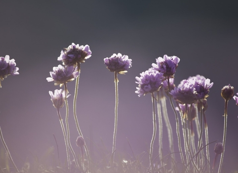 Thrift or sea pink (Armeria maritima) in bloom, Pembrookshire Coast, Wales, UK