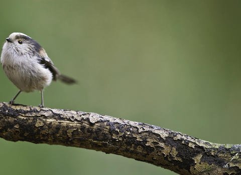 Long-tailed tit