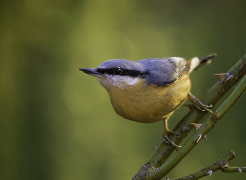 Nuthatch on branch