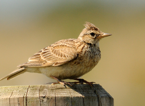 Skylark